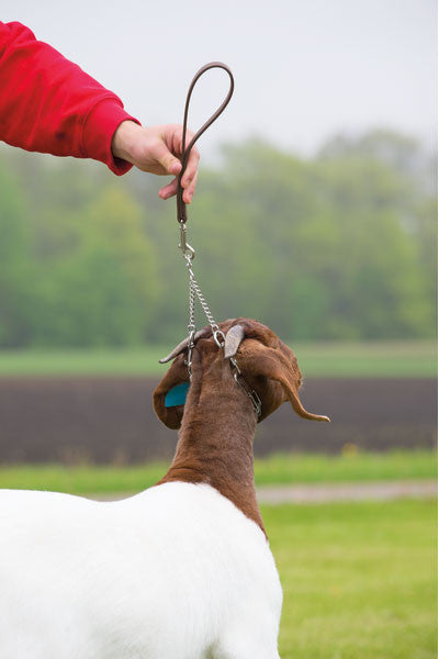 Pronged Chain Goat Collar & Lead